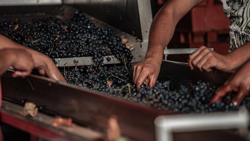 winery workers cleaning all the grapes