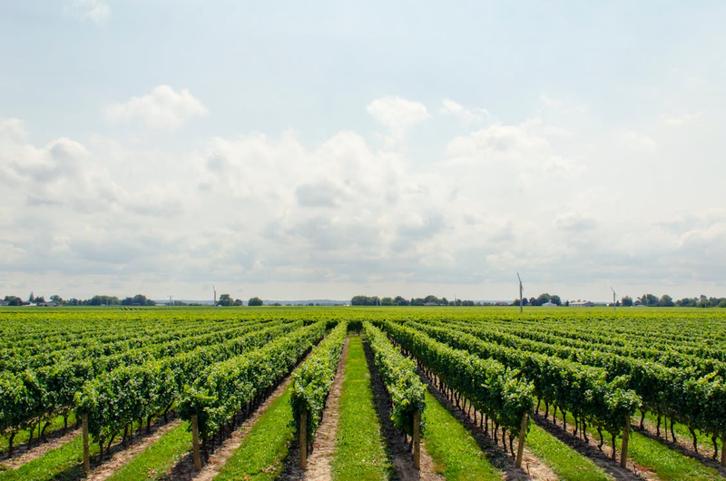 vineyard scenery in Davis Estates