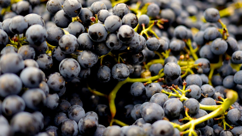 cabernet grapes