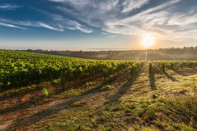 a beautiful scenery of davis estates vineyards with a background of the sky