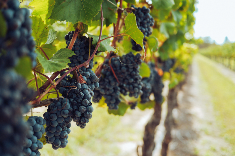 cabernet grapes in a vine