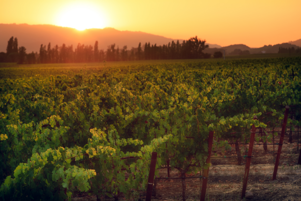 Sunset over a Napa Valley vineyard, with rows of vibrant green grapevines stretching into the horizon, framed by rolling hills and golden sunlight.