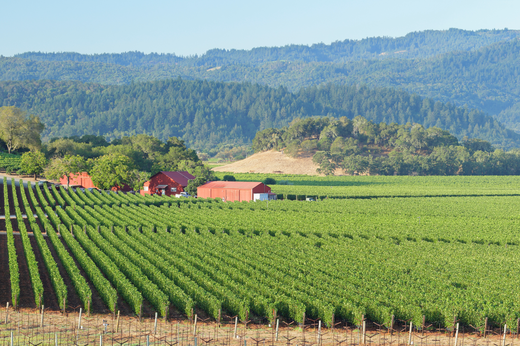 A picturesque Napa Valley vineyard featuring neatly aligned grapevines, red barns, and a backdrop of forested hills under a bright blue sky.