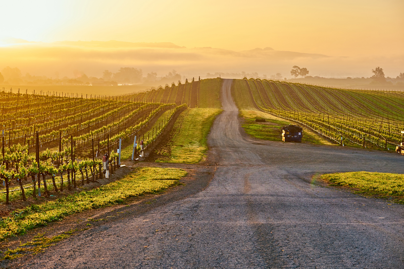 Sunlit vineyard rows at Davis Estates with a scenic dirt pathway.