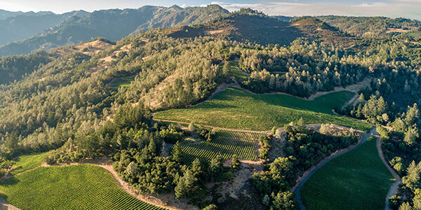 Aerial view of rolling vineyards and lush hills at Davis Estates.