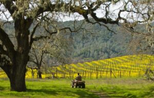 Person riding an ATV through a vineyard with vibrant yellow blooms.