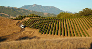 White vehicle driving through rolling vineyard hills at sunset.