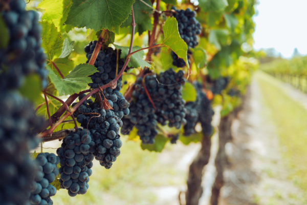 Close-up of ripe dark grapes hanging on a vineyard vine.